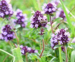 Ця рослина знищує стрептокок, герпес і грип: чому чебрець має бути у вашій аптечці