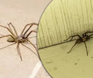 Не просто так: чому павуки зʼявляються в домі. На це є 6 поважних причин