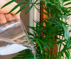 Коли краще поливати кімнатні рослини: з ранку, або увечері. Мало хто знає про це