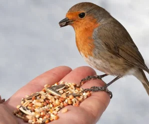 Чим можна, а чим не варто підгодовувати птахів узимку, щоб не зашкодити їм